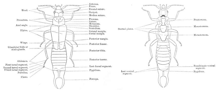Earwig anatomy: body-parts
