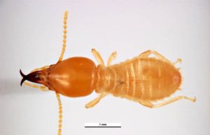 Formosan Termites Pictures, Signs Treatment & Damage Formosan Termites- Pictures, damages, infestation, signs and control