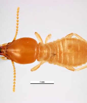 Formosan Termites Pictures, Signs Treatment & Damage Formosan Termites- Pictures, damages, infestation, signs and control