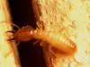 Subterranean Termites Swarmers Treatment Cost, Damages & Pictures Subterranean Termite swarmer, pictures, facts & distribution