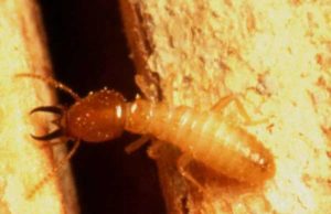 Subterranean Termites Swarmers Treatment Cost, Damages & Pictures Subterranean Termite swarmer, pictures, facts & distribution