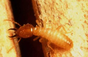 Subterranean Termites: Pictures, Signs, Treatment & Cost Subterranean Termite swarmer, pictures, facts & distribution