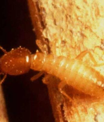 Subterranean Termites Swarmers Treatment Cost, Damages & Pictures Subterranean Termite swarmer, pictures, facts & distribution