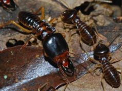 termite termites drywood facts droppings habitat sawdust faqs noise eat types vs