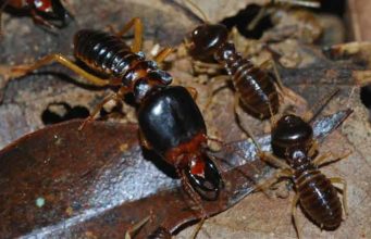 Termites: Where From, Habitat, Eat, Noise, Types +more! Termite facts and frequently asked questions
