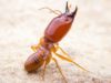 What do Termites look like? Pictures, Size, Color & Look-alikes What does a termite look like in size, color and picture