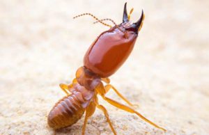What do Termites look like? Pictures, Size, Color & Look-alikes What does a termite look like in size, color and picture