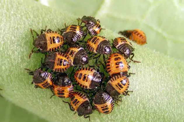 What Does a Stink Bug look like? Pictures &amp; Look Alikes