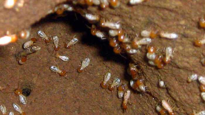 What baby termites/nymph look like