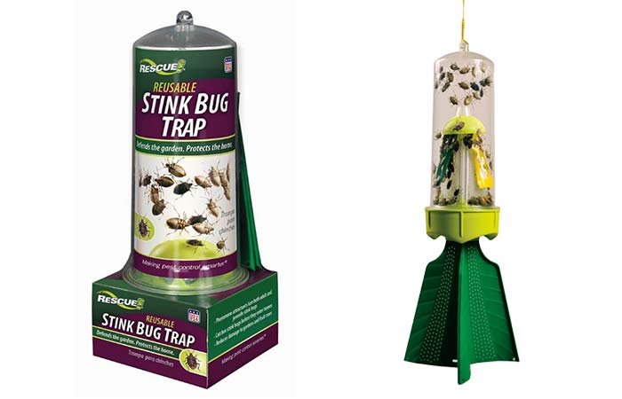 best stink bug traps DIY