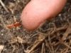 Do Termites Bite Humans? Pictures & Remedies can termites bite humans