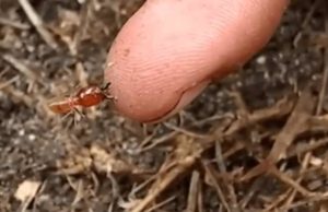Do Termites Bite Humans? Pictures & Remedies can termites bite humans
