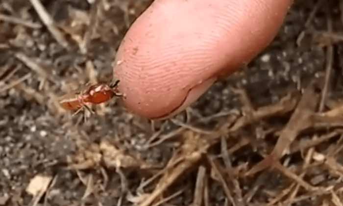 can termites bite humans