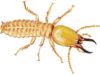 Dampwood termites Pictures, Damage & Treatment dampwood termites type facts and pictures