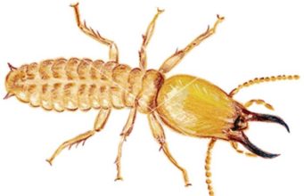 Dampwood termites Pictures, Damage & Treatment dampwood termites type facts and pictures