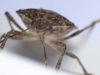 Do Stink Bugs Bite? Are they Harmful or Poisonous to pets & Humans? Do stink bugs bite humans and pets