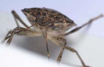 Do Stink Bugs Bite? Are they Harmful or Poisonous to pets & Humans? Do stink bugs bite humans and pets