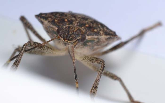 Do Stink Bugs Bite Are They Harmful Or Poisonous To Pets Humans Pestbugs