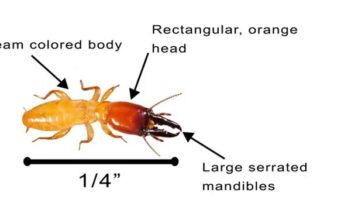 Drywood Termites Treatment Cost, Get rid & Damage drywood termites treat signs cost