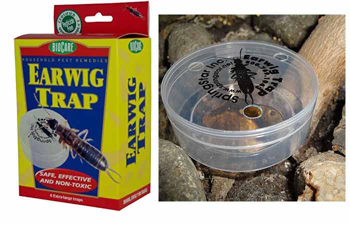 Earwig trap