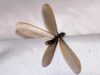 Flying Termites with Wings (Swarmers) Pictures & How to get Rid What Winged flying-looks like