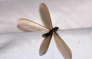 Flying Termites with Wings (Swarmers) Pictures & How to get Rid What Winged flying-looks like
