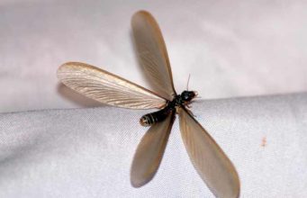 Flying Termites with Wings (Swarmers) Pictures & How to get Rid What Winged flying-looks like