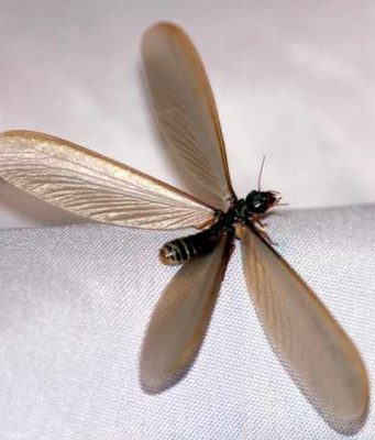 Flying Termites (Swarmers): Pictures, What They Mean & What to Do What Winged flying-looks like