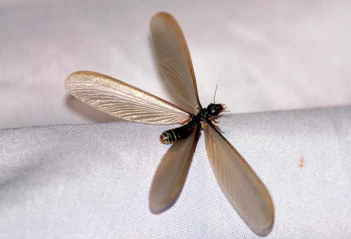 Winged termite