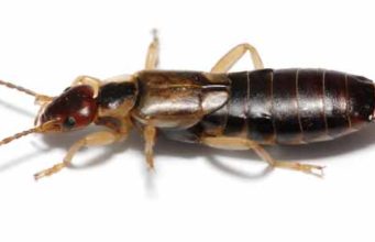 How to get rid of earwigs in House & Garden- Killers, Traps &Repellents How to get rid, kill and repel earwigs in house, garden