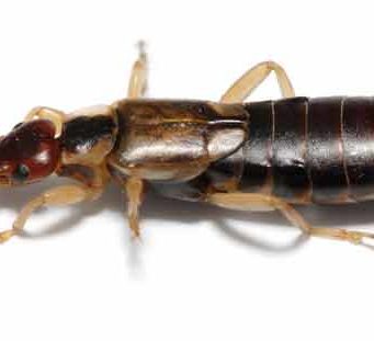 How to get rid of earwigs in House & Garden- Killers, Traps &Repellents How to get rid, kill and repel earwigs in house, garden