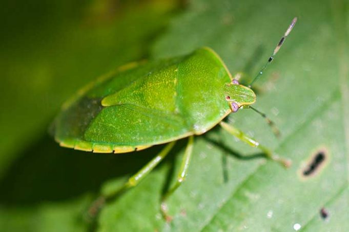 what-does-a-stink-bug-look-like-pictures-look-alikes-pestbugs