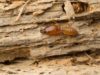 Termites Damage, Pictures, Repair Cost, Ceiling, Floors, Wood & Fix termite damages, cost and fix