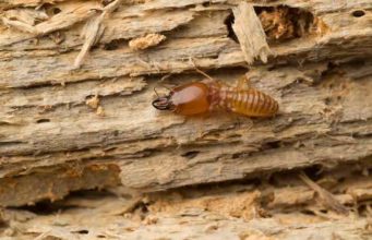 Termites Damage, Pictures, Repair Cost, Ceiling, Floors, Wood & Fix termite damages, cost and fix