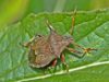 How to Get Rid of Stink Bugs-Kill, Repel & Deter Tips how tp get rid, kill and repel stink bugs