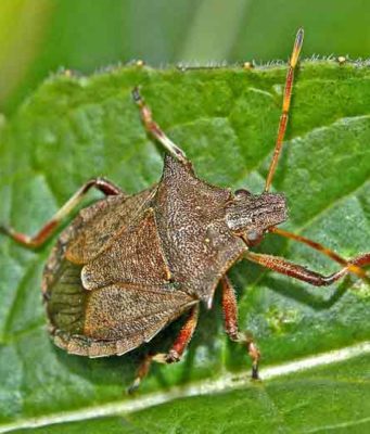 How to Get Rid of Stink Bugs-Kill, Repel & Deter Tips how tp get rid, kill and repel stink bugs