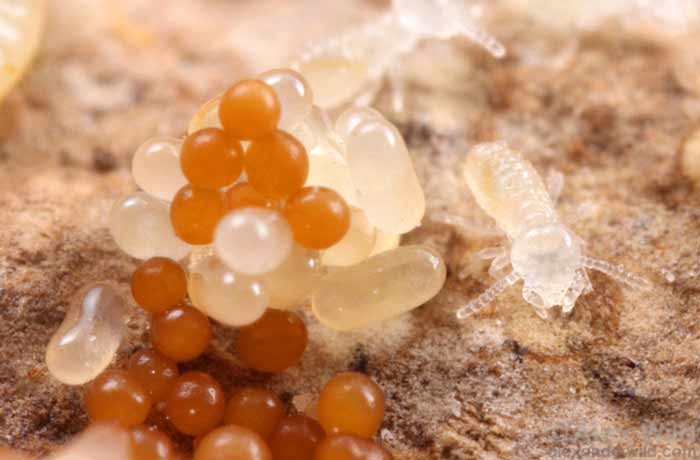 how termite eggs look like