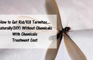 How to Get Rid, Kill Termites + Treatment Cost how to get rid kill termites naturally and with chemicals