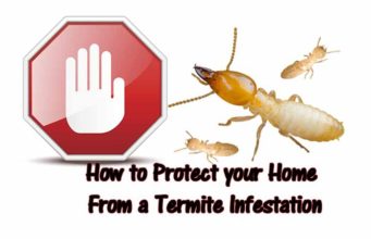 How to Prevent Termites-Tips to Protect your Home Stop, avoid,prevent termites