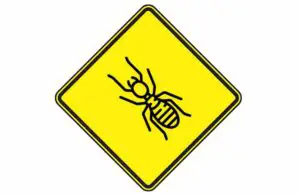 Signs of Termites Infestation-How do you know if have you them? signs of termites early and late infestation symptoms