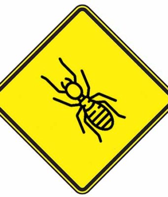 Signs of Termites Infestation-How do you know if have you them? signs of termites early and late infestation symptoms