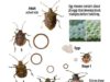 Stink Bug Life Cycle-Eggs, Baby Stink Bugs, Adults & Span stink bug life cycle-eggs-baby-adultsand life span span