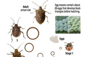 Stink Bug Life Cycle-Eggs, Baby Stink Bugs, Adults & Span stink bug life cycle-eggs-baby-adultsand life span span