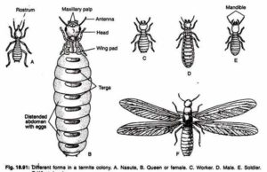 Termite Colony-Queen, Soldier, Worker & King termite colony size structure