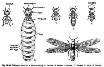 Termite Colony-Queen, Soldier, Worker & King termite colony size structure