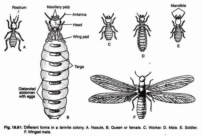 termite colony size structure