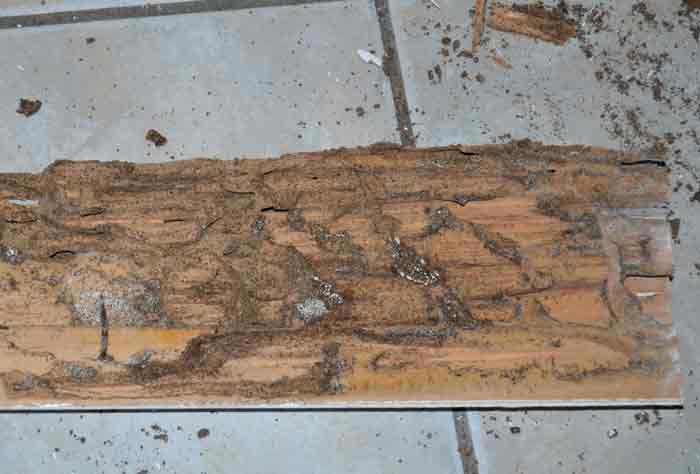 termite damage wooden floor