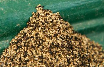 Termite Droppings-Drywood, what they look like, Health Risks, Clean vs Sawdust How termite droppings look like, health risks and clean up