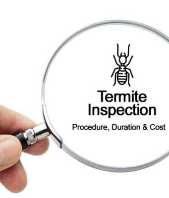 Termite Inspection Cost, Procedure, how long it takes & Training termite inspection-cost, procedure, duration, software