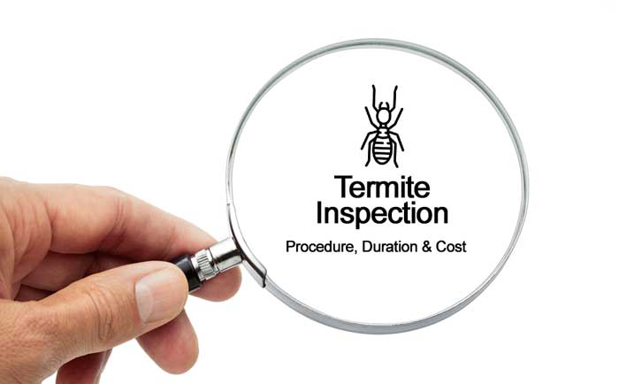 House Termite Inspection Cost